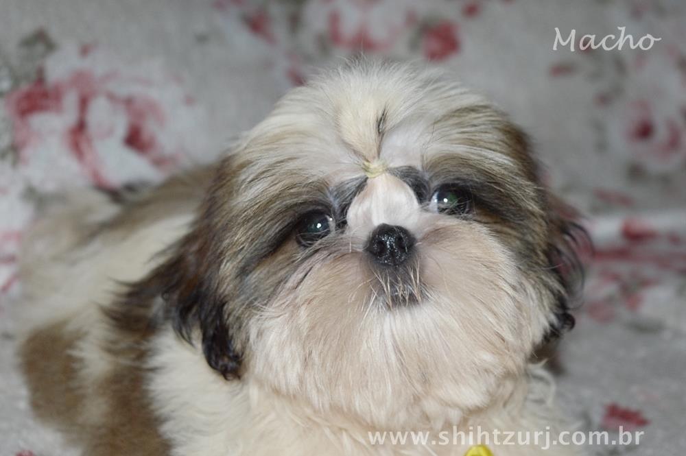 shih tzu olx rio de janeiro